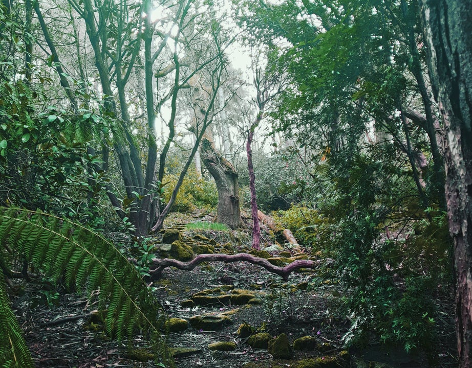 Danú Forest Bathing view of the mature forest