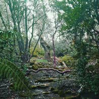 Danú Forest Bathing view of the mature forest