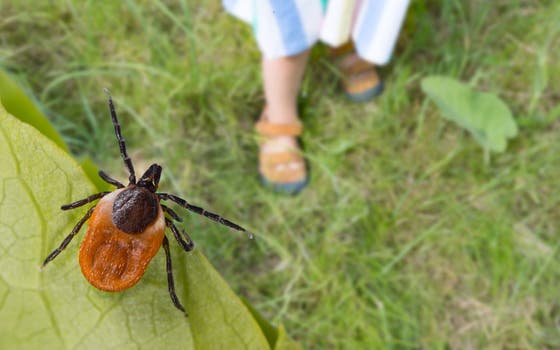 Teek nabij wandelaar in het groen