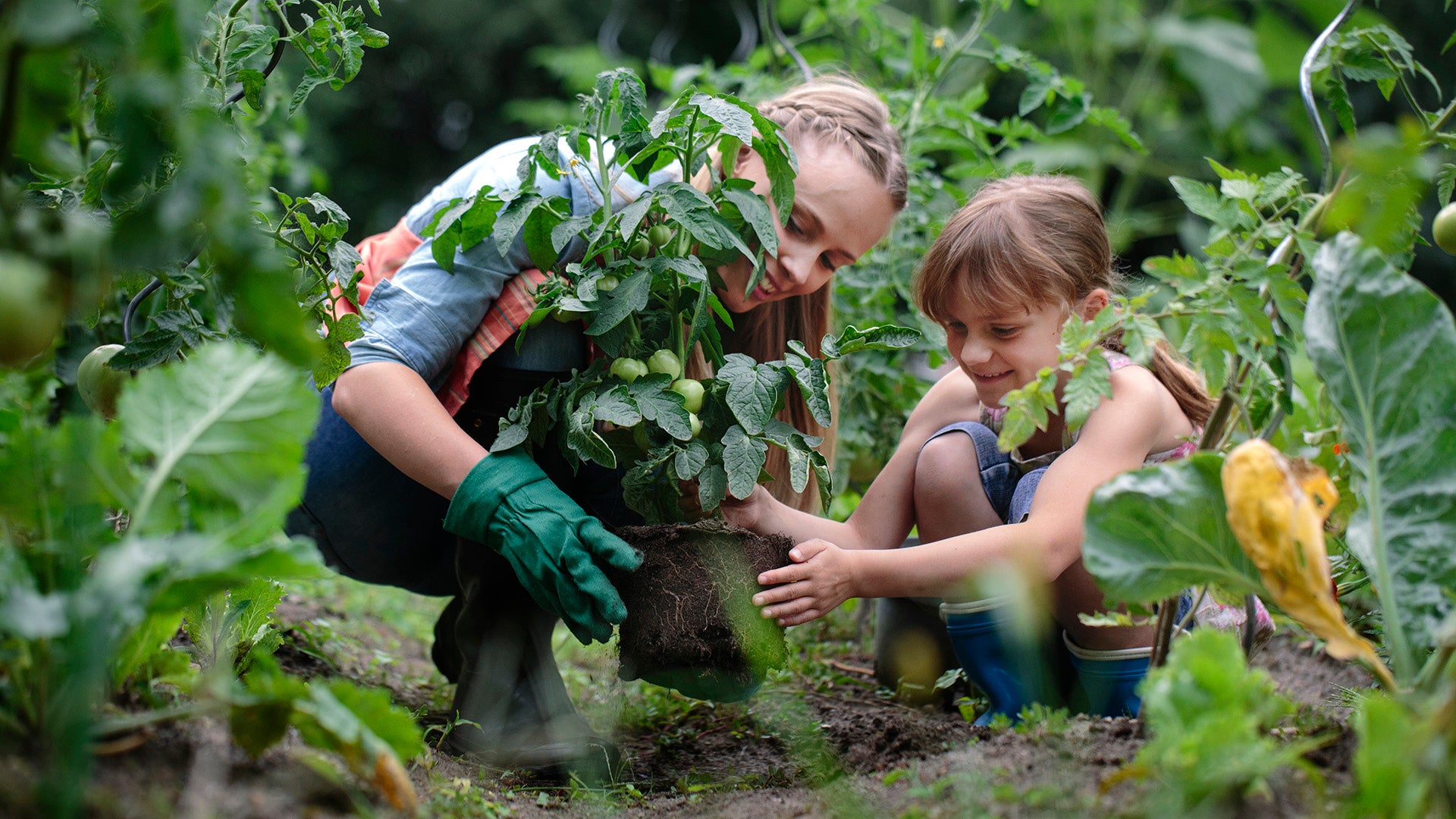 A woman and child gardening together. The child is helping the woman to plant a leafy tomato plant into soil. The plant has large green tomatoes on it.